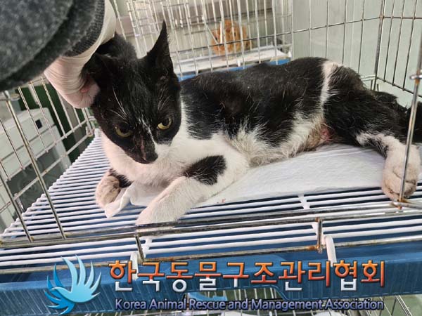 한국동물구조관리협회_441398202400007