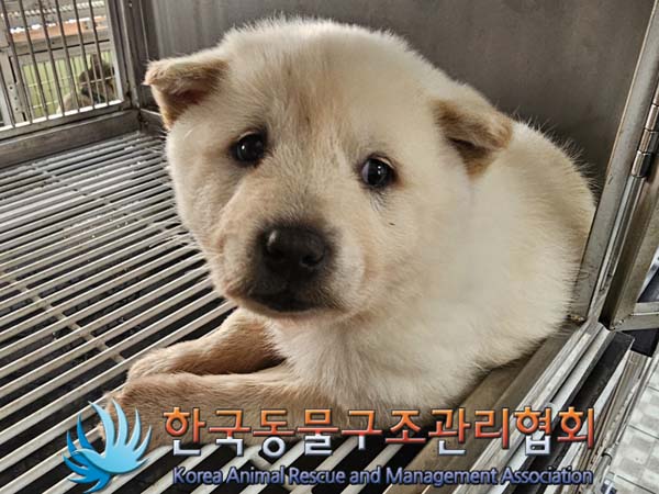 한국동물구조관리협회_441560202400064