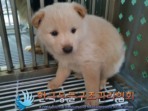 종료(안락사) 믹스…