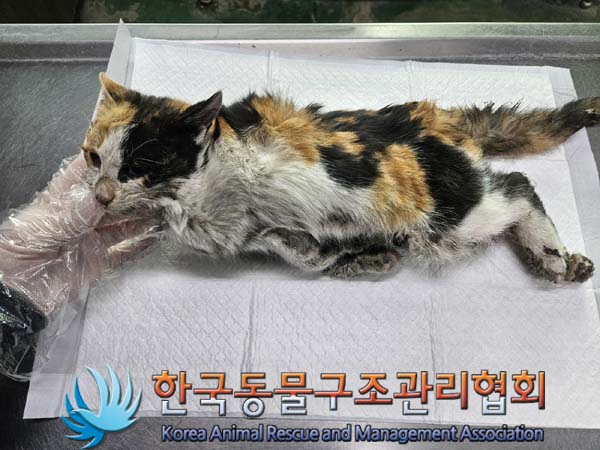 한국동물구조관리협회_441409202400113
