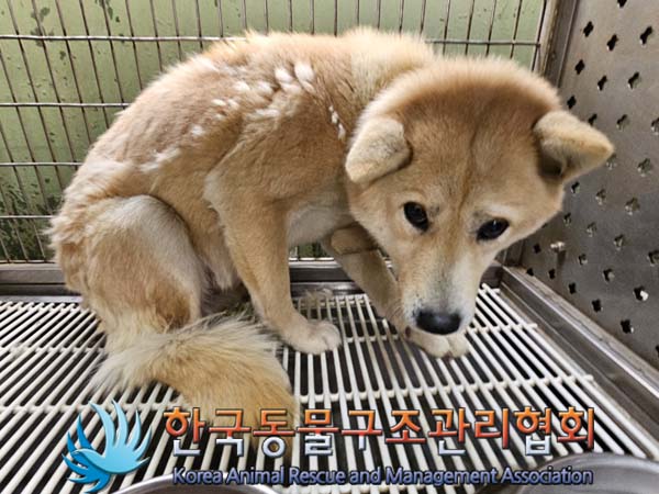 한국동물구조관리협회_441560202400066