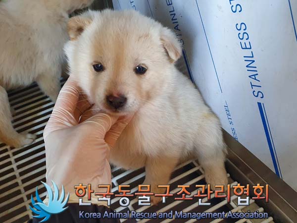 한국동물구조관리협회_441409202400109