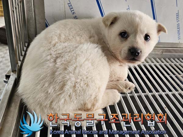 종료(안락사) 믹스…