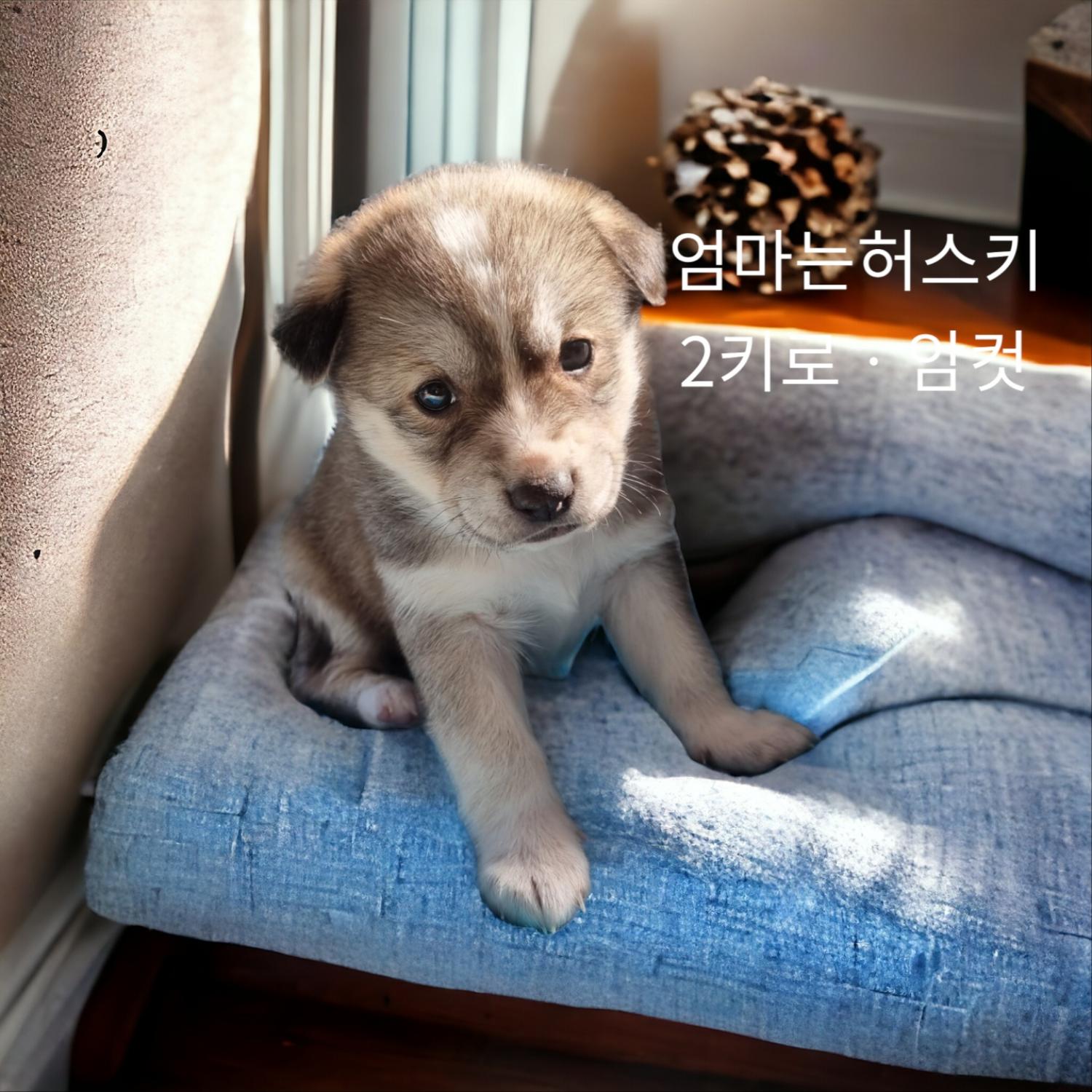 성주유기동물보호센터_447521202400041