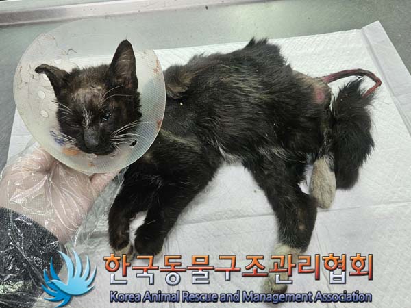 한국동물구조관리협회_441409202400114