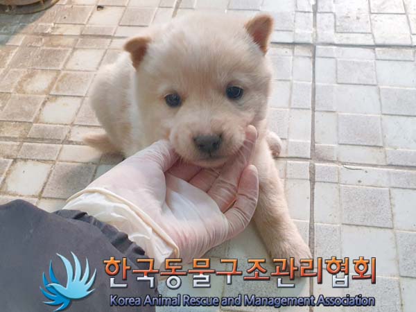한국동물구조관리협회_441409202400106
