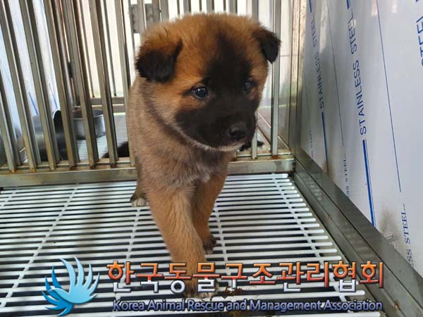 종료(입양) 믹스견…