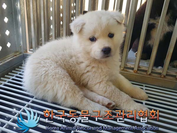 종료(입양) 믹스견…
