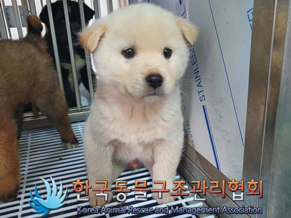 한국동물구조관리협회_441406202400125