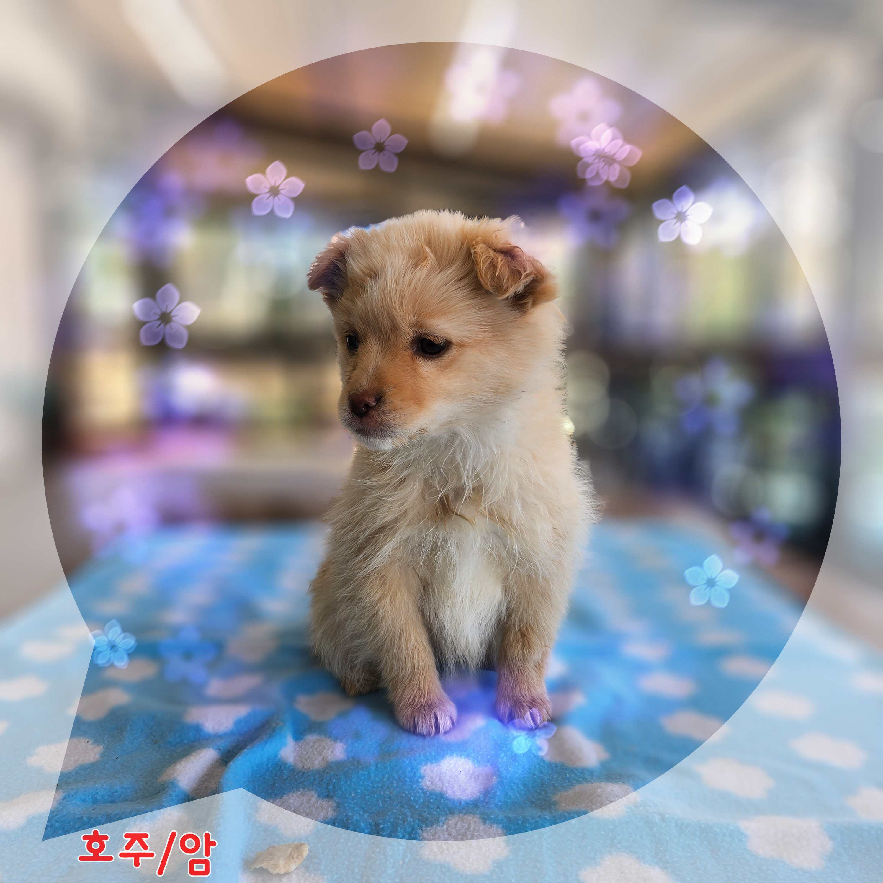 군산유기동물보호센터_445467202400131