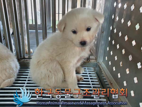 종료(입양) 믹스견…