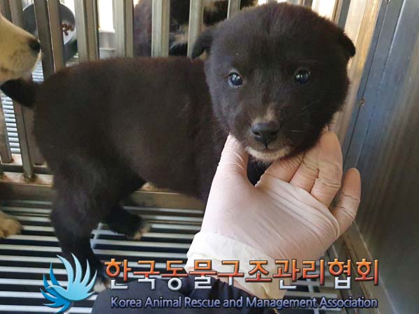 한국동물구조관리협회_441406202400123