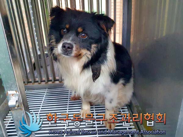 한국동물구조관리협회_441406202400129