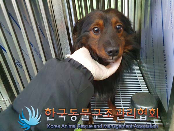한국동물구조관리협회_441406202400128