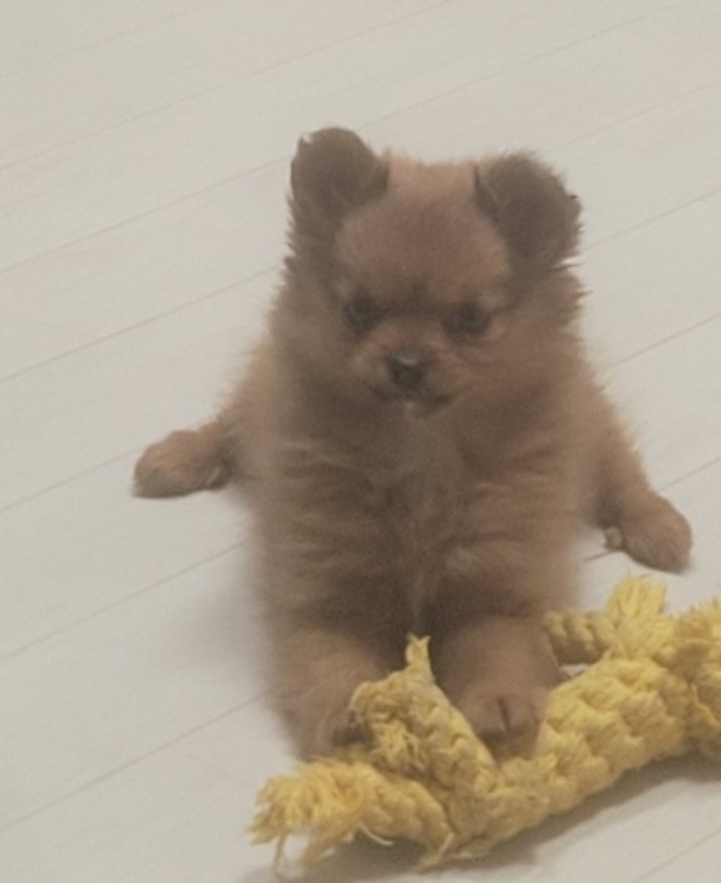 유기동물보호센터_447507202400003
