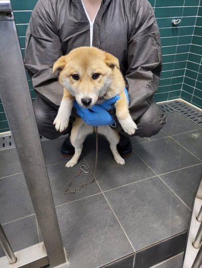 춘천시 동물보호센터_442418202400059