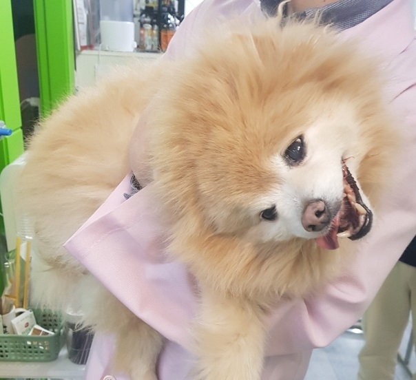 종료(반환) 포메라…