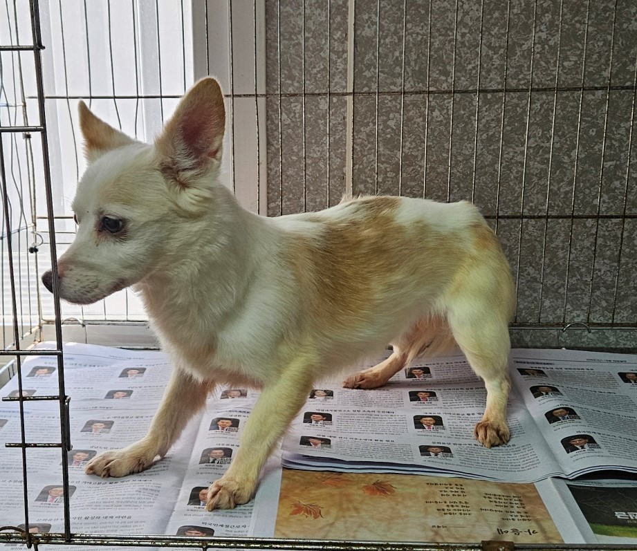 창원유기동물보호소_448567202400032