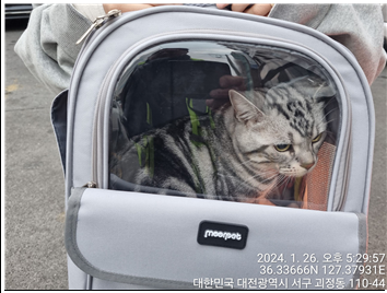 대전동물보호센터_430366202400024