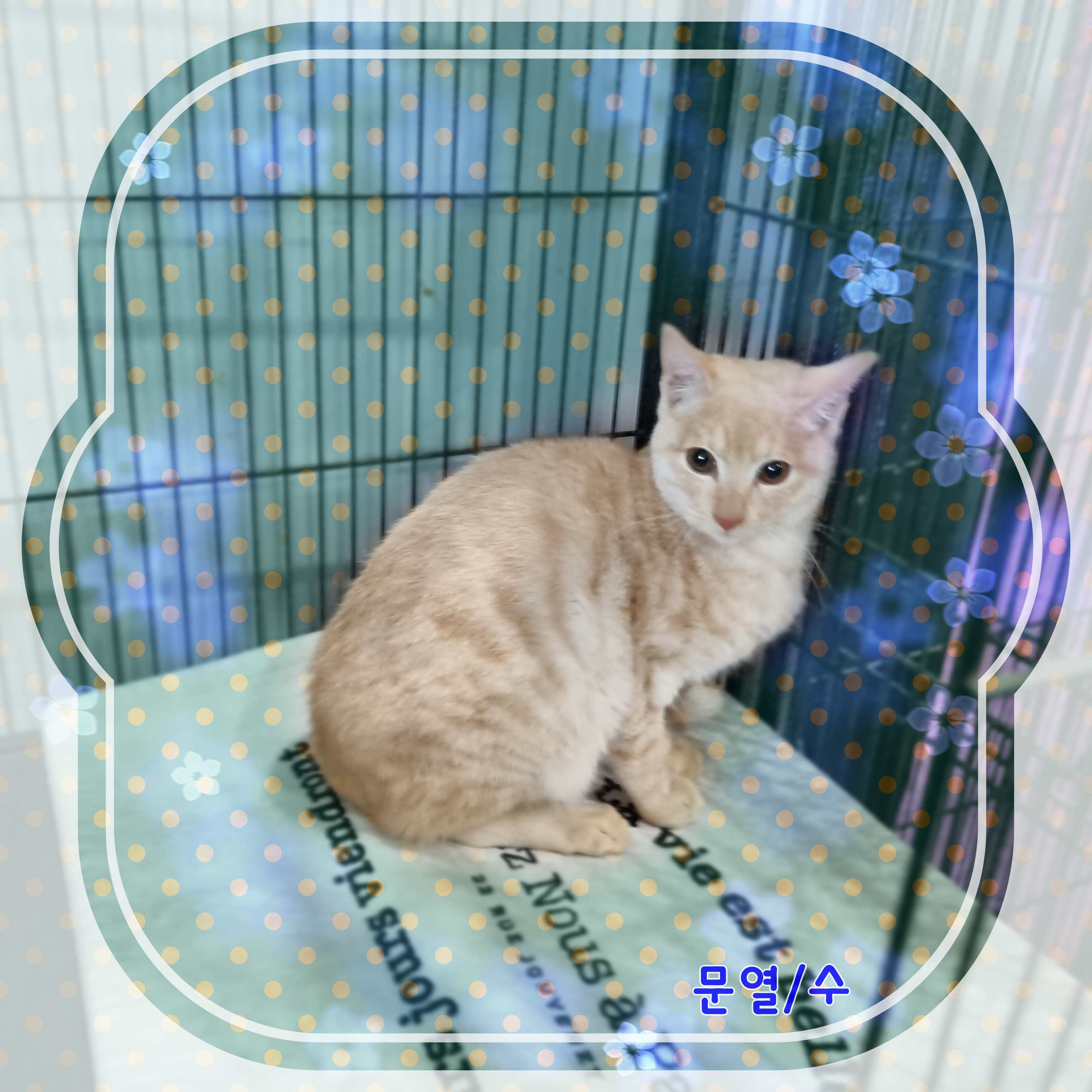 군산유기동물보호센터_445467202400133
