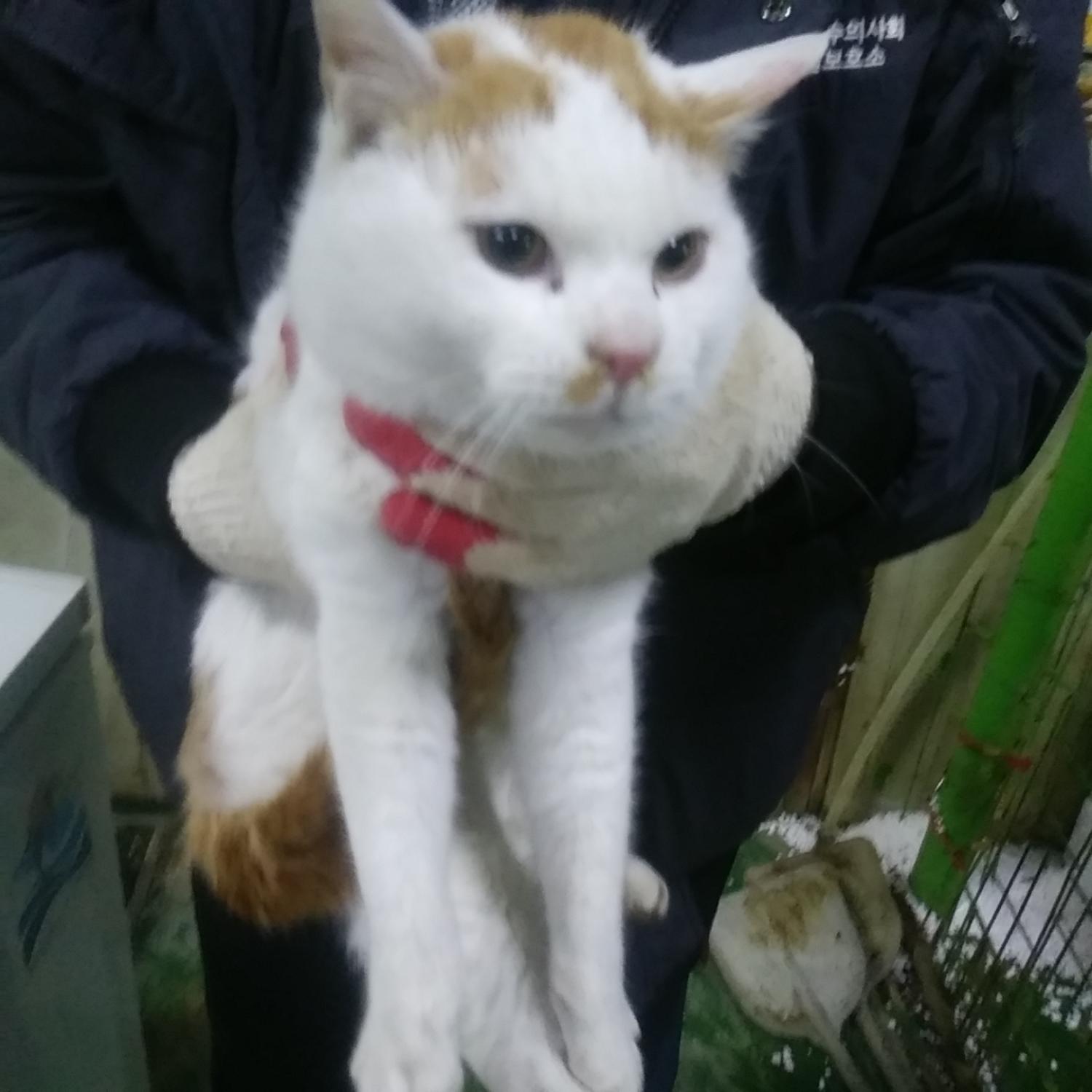 보호중 한국 고양이…