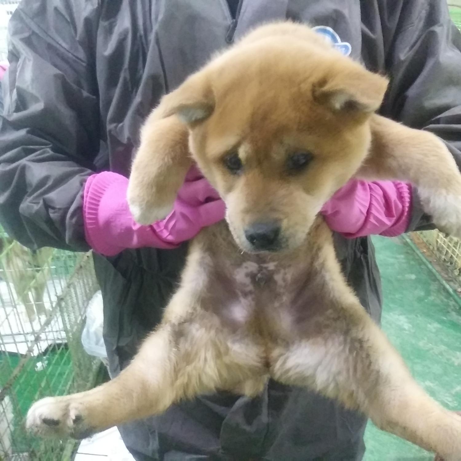 인천광역시수의사회_428353202400027