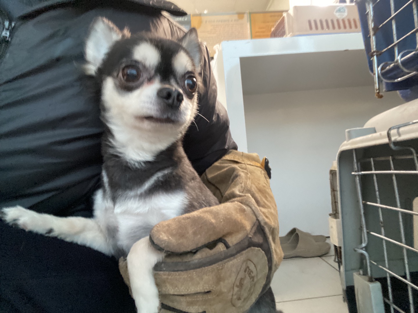 한국야생동물보호협회_441383202400013