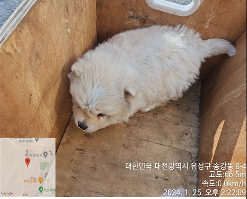대전동물보호센터_430367202400033