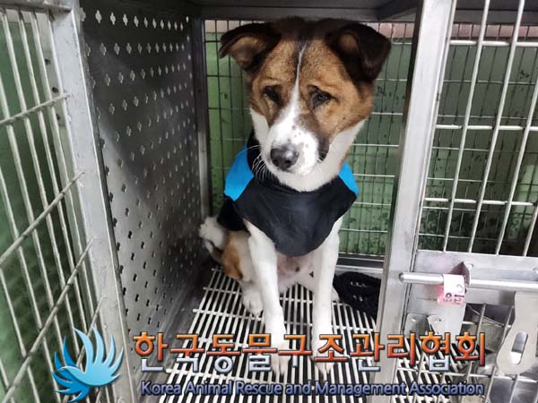 한국동물구조관리협회_441559202400060