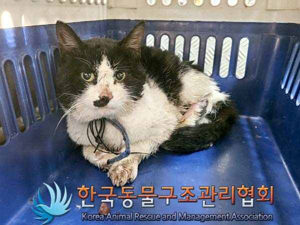 종료(안락사) 한국…