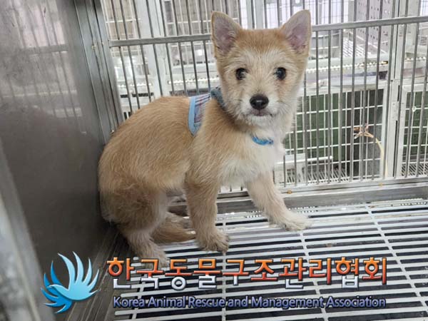 한국동물구조관리협회_441560202400071