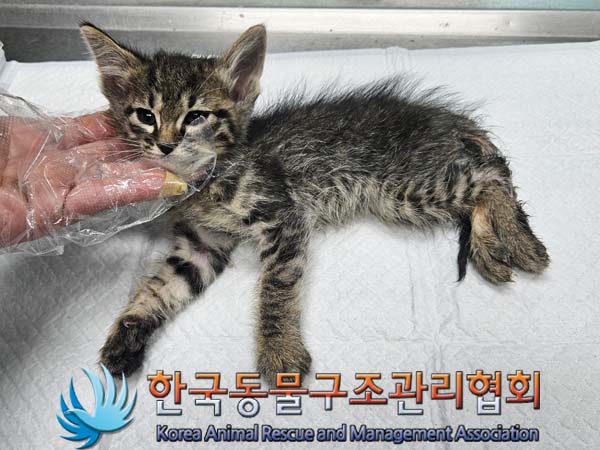 한국동물구조관리협회_441560202400069
