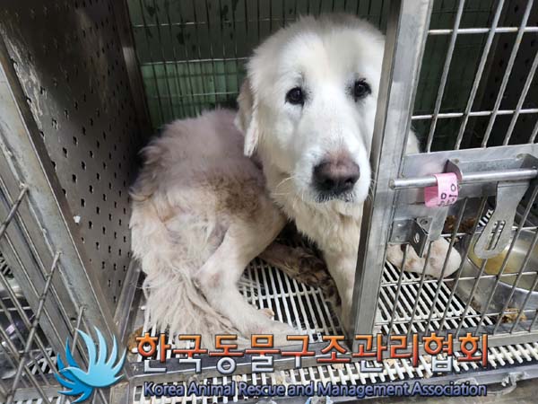 한국동물구조관리협회_441392202400022