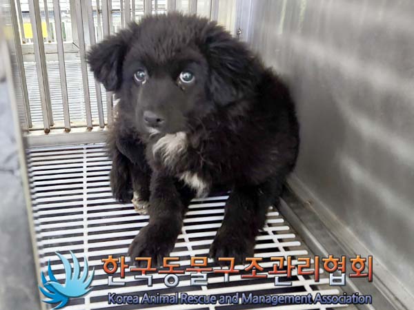 한국동물구조관리협회_441559202400059