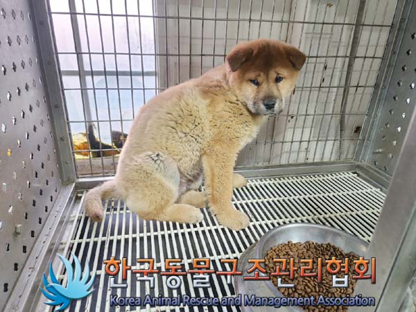 종료(안락사) 믹스…