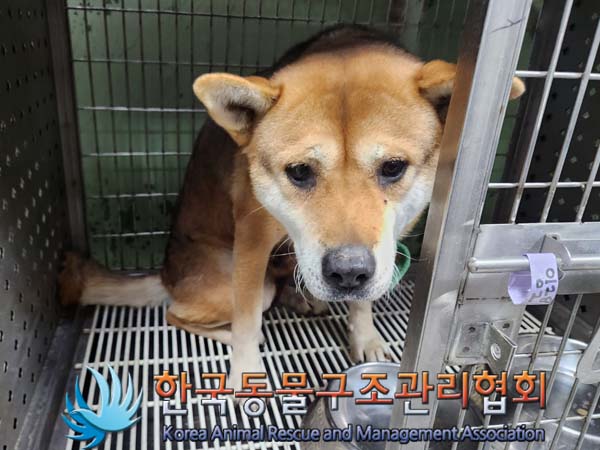 종료(안락사) 믹스…