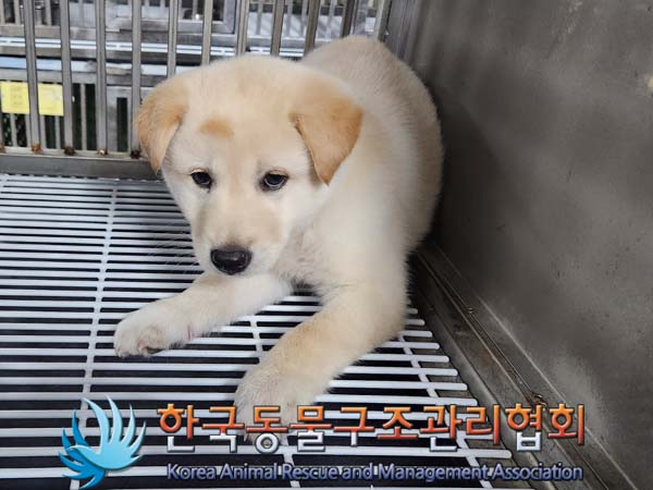 종료(안락사) 믹스…