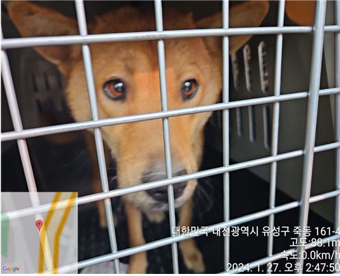 대전동물보호센터_430367202400035