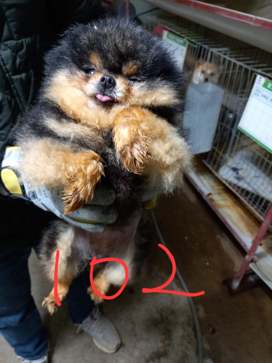 평택시유기동물보호소_441391202400103