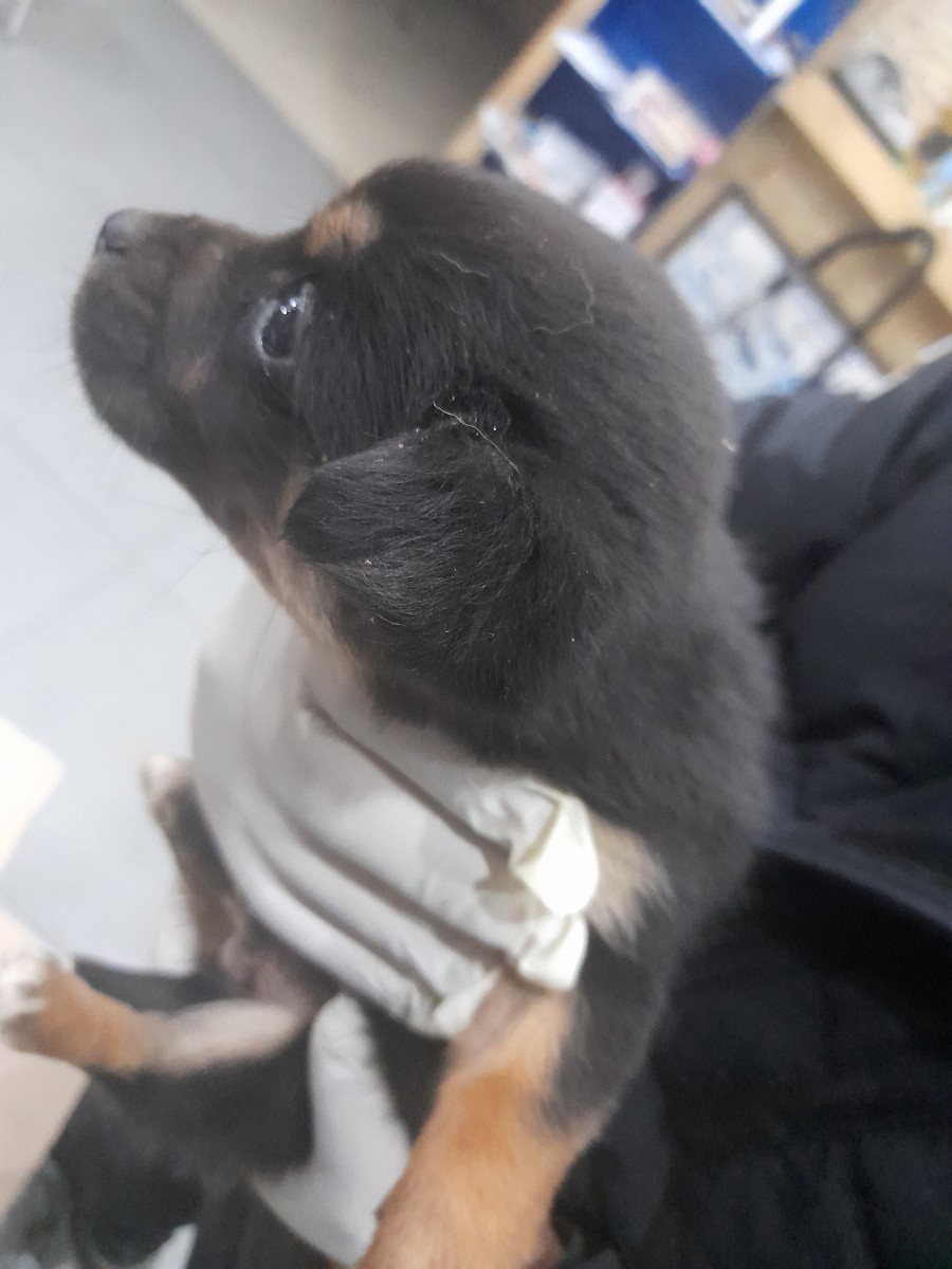 금왕동물병원_443447202400063