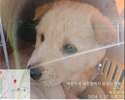 대전동물보호센터_430367202400037