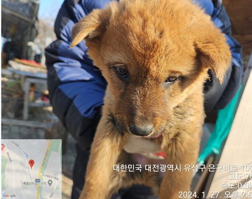 대전동물보호센터_430367202400038