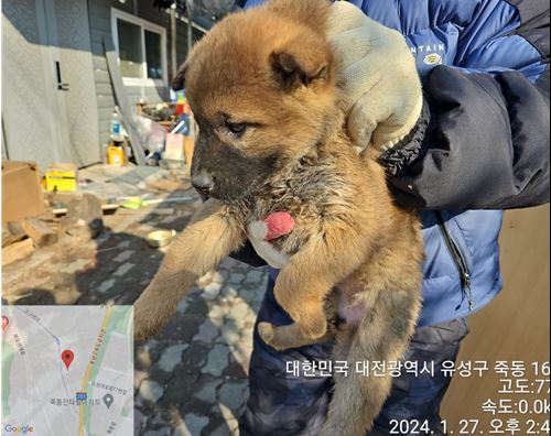 대전동물보호센터_430367202400039