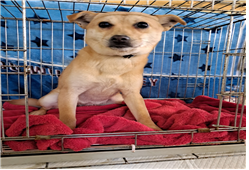 유기동물및관리협회_448535202400078