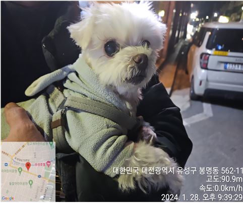 종료(반환) 믹스견…