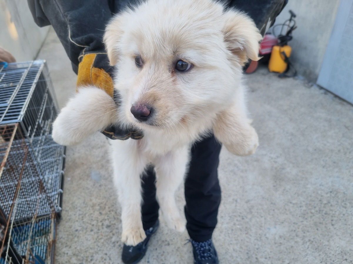 양산시 동물보호센터_448538202400035