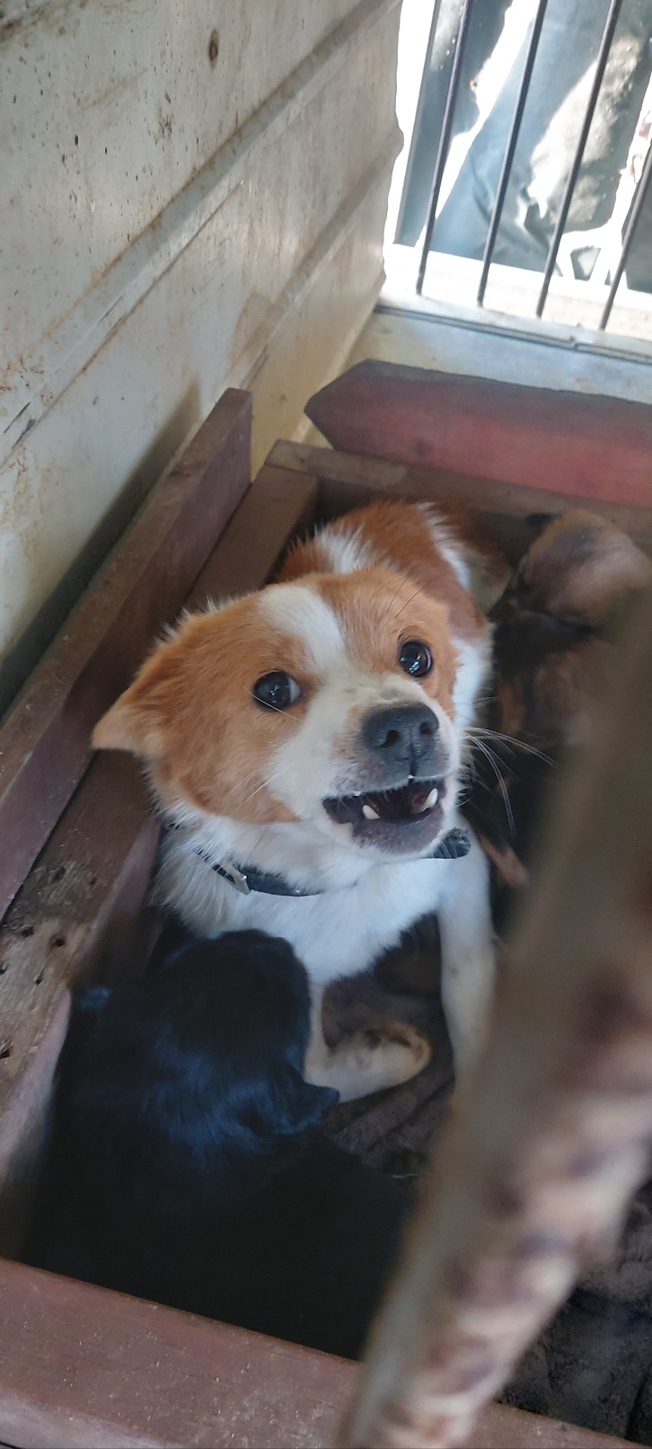 보령시유기동물보호소_444451202400059