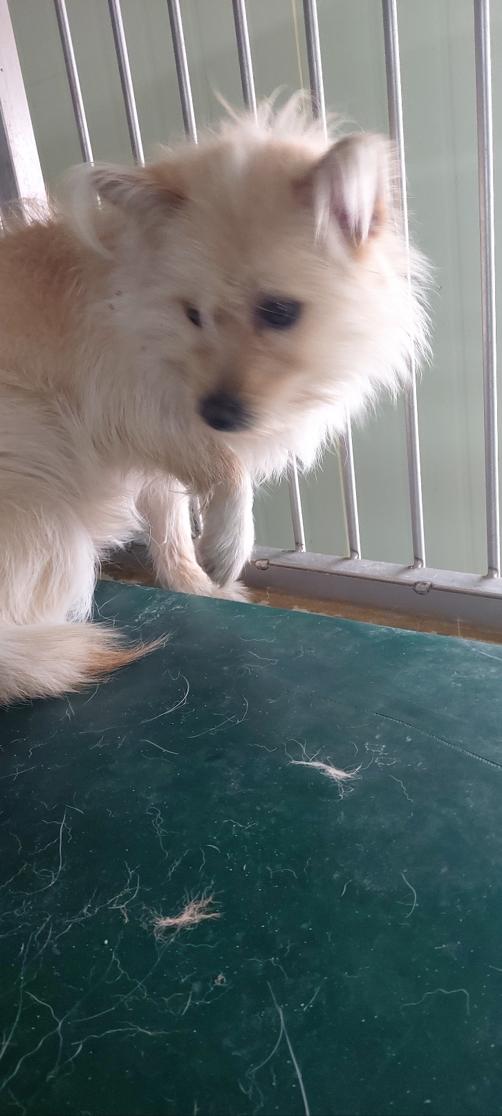 보령시유기동물보호소_444451202400060