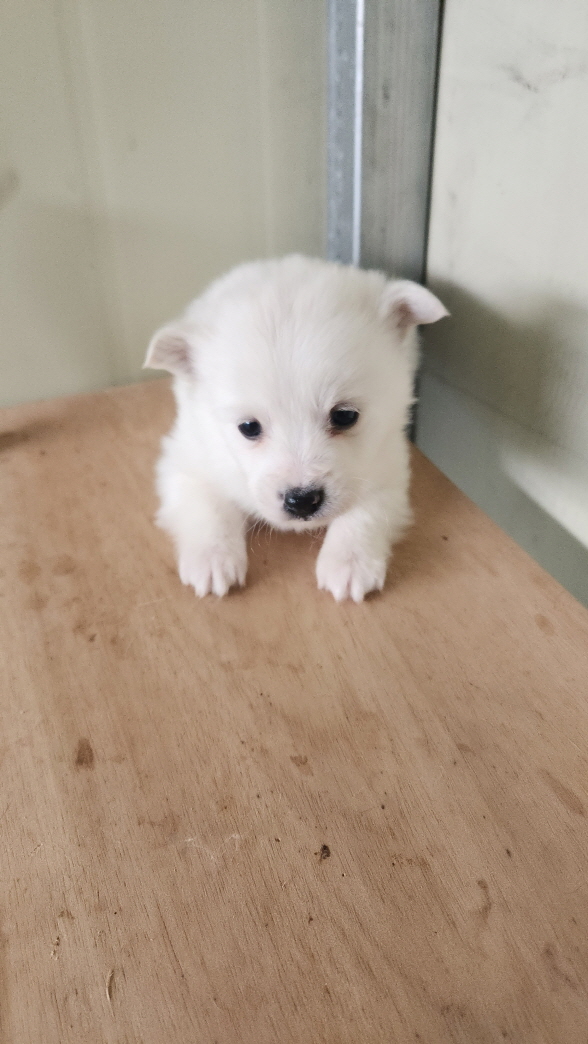 익산유기동물보호소_445468202400155
