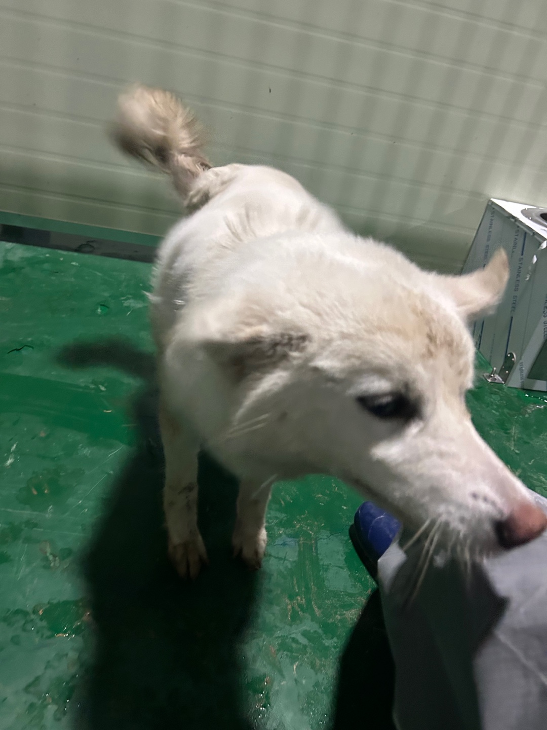 순천시유기동물보호소_446482202400033